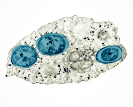 Wolbachia - solide