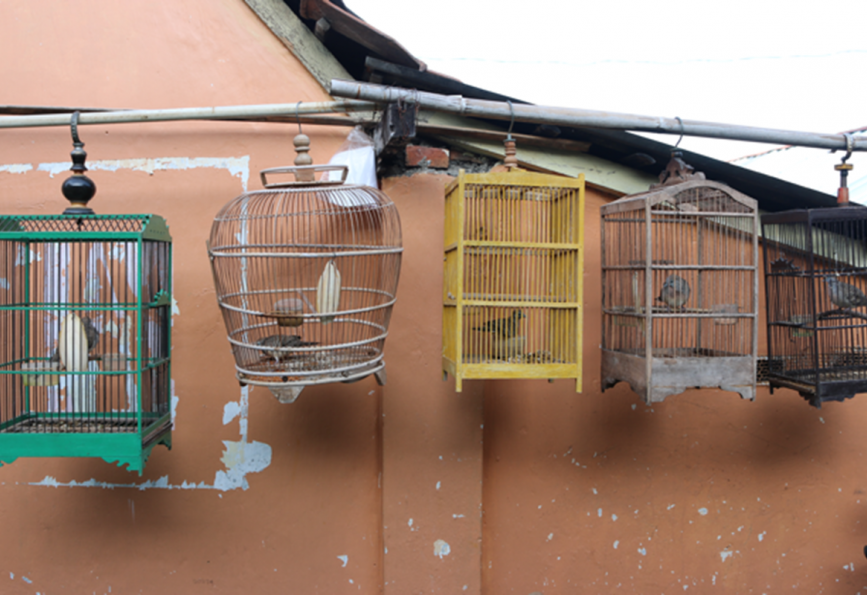 Cages à oiseaux suspendues dans les rues de la ville de Yogyakarta