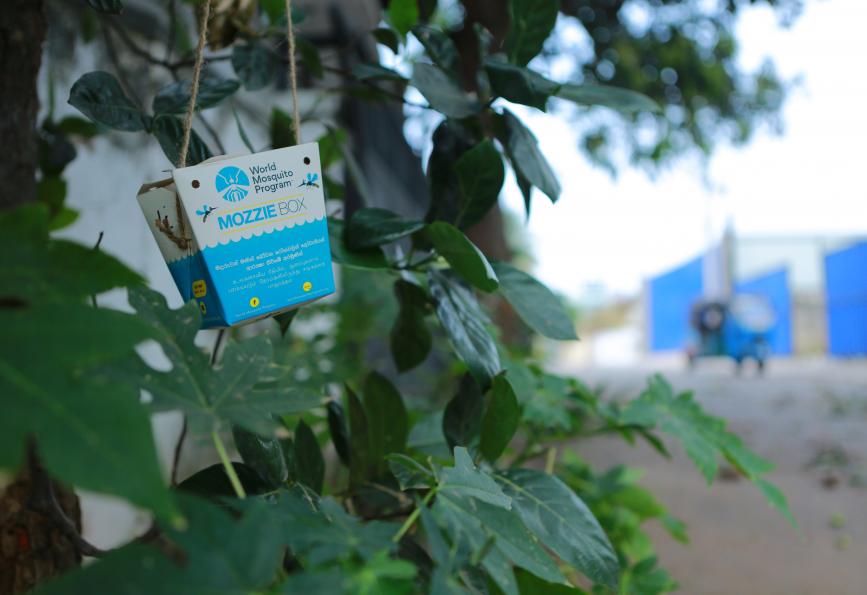 Boîte à mozzis suspendue à un arbre à Colombo, Sri Lanka