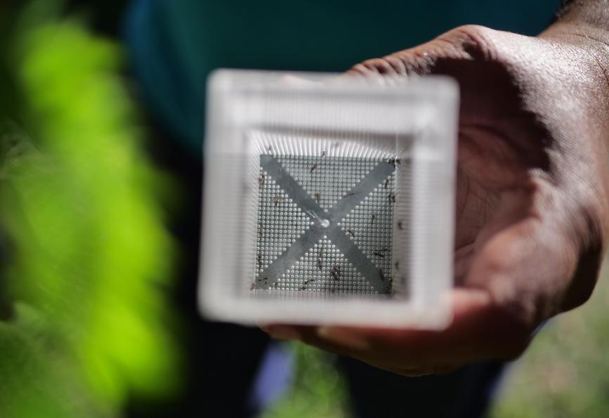 Aedes aegypti moustiques