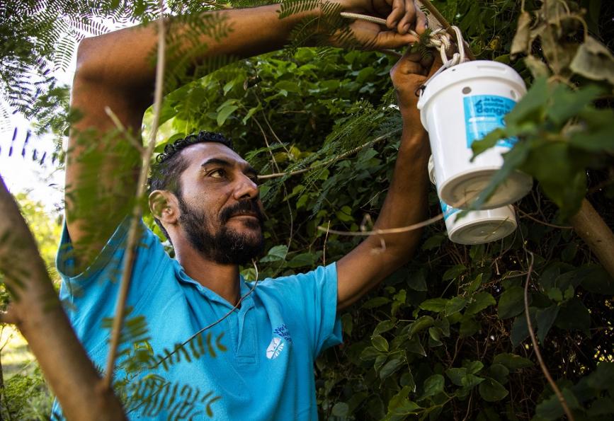 Un membre du personnel de World Mosquito Program suspend un Récipient pour le lâcher de moustiques à un arbre en Nouvelle-Calédonie.