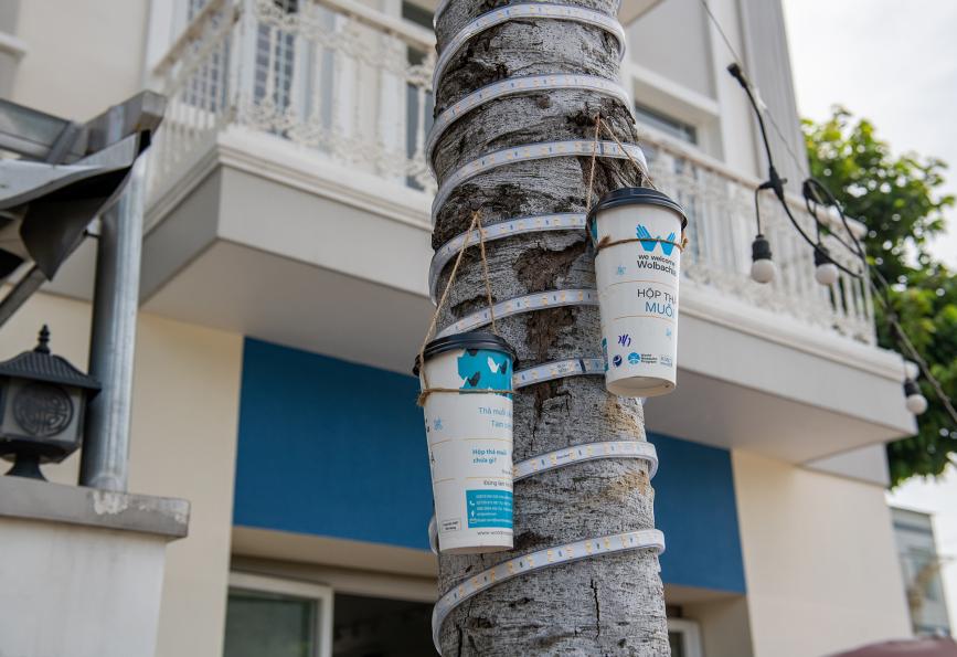 Conteneurs pour le lâcher de moustiques à Thu Dau Mot, Vietnam