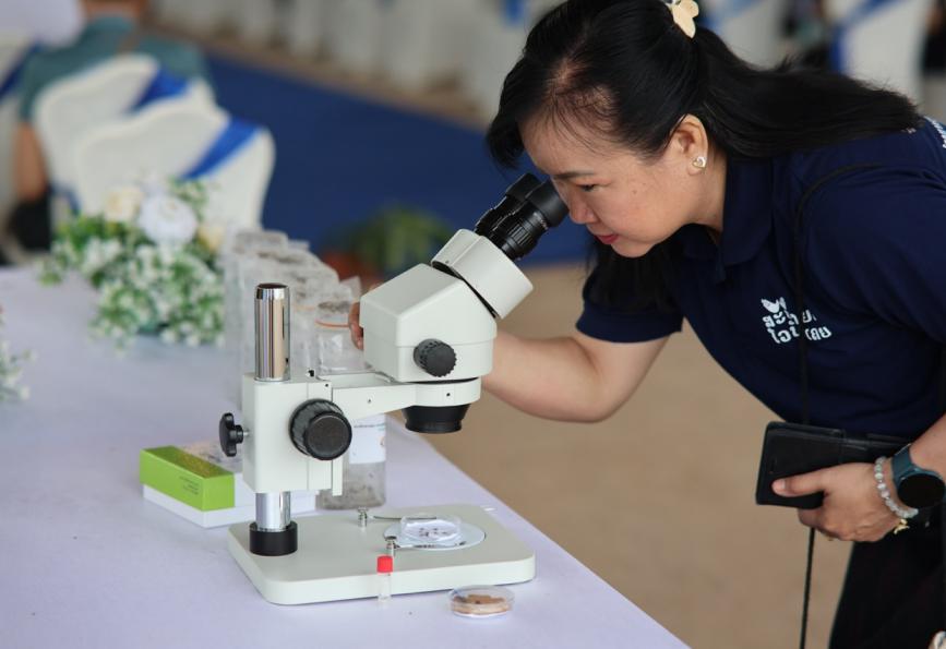 Un bénévole de l'association « World Mosquito Program » observe au microscope des moustiques de l'espèce « Wolbachia » 
