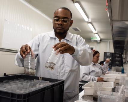 Cali au laboratoire